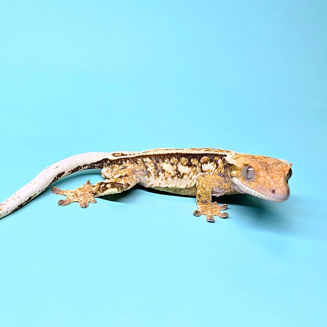 엠티백 쿼드 풀핀