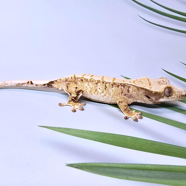 드리피 화이트스팟 화이트포트홀