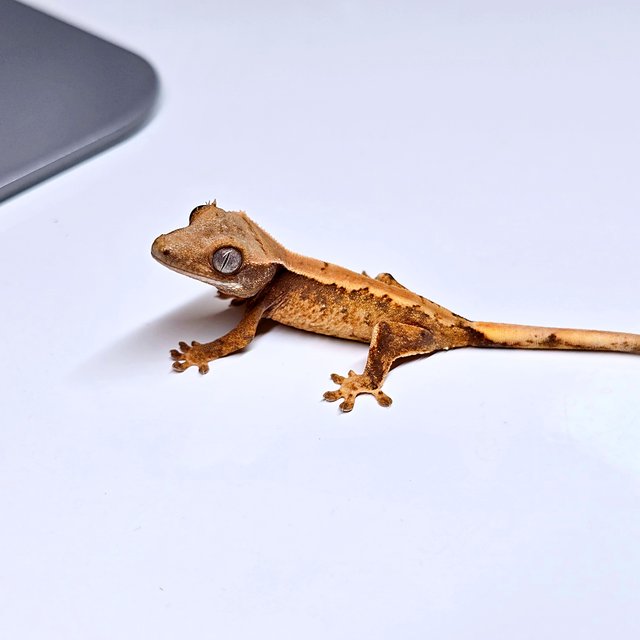 트라이 익스트림할리퀸 솔리드백 화이트스팟 화이트포트홀 텐저린