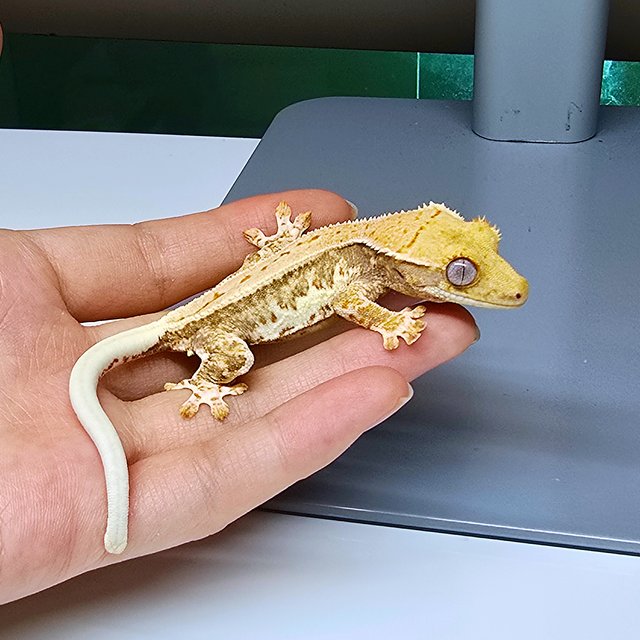 릴리화이트 크림시클 크림 옐로우