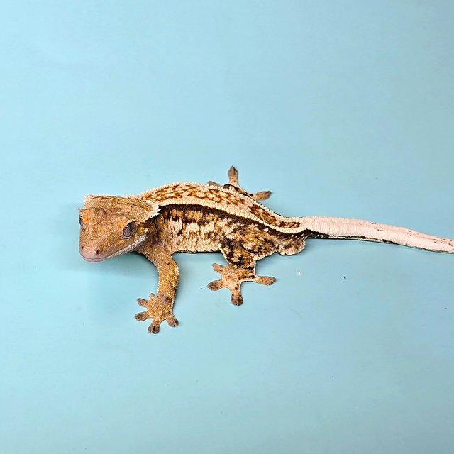 엠티백 쿼드 풀핀