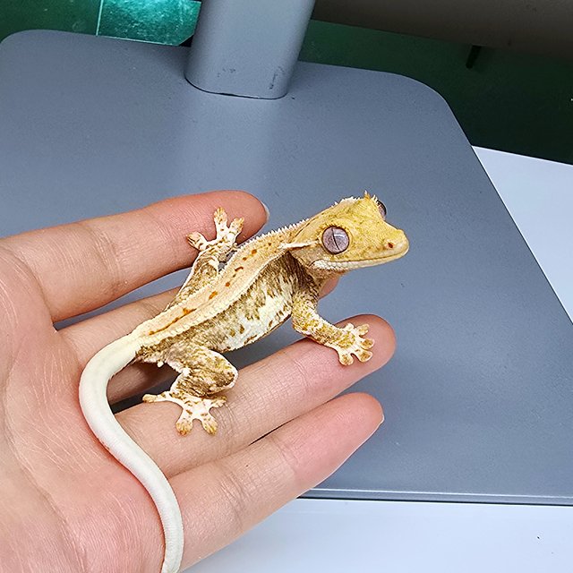 릴리화이트 크림시클 크림 옐로우