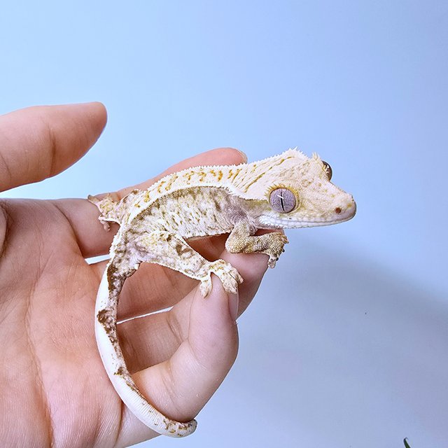 트라이 드리피 화이트스팟 화이트포트홀