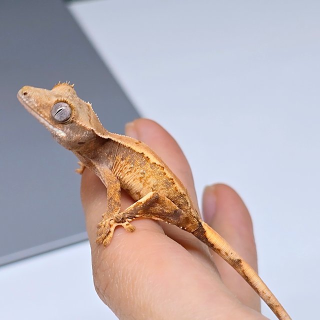 트라이 익스트림할리퀸 솔리드백 화이트스팟 화이트포트홀 텐저린