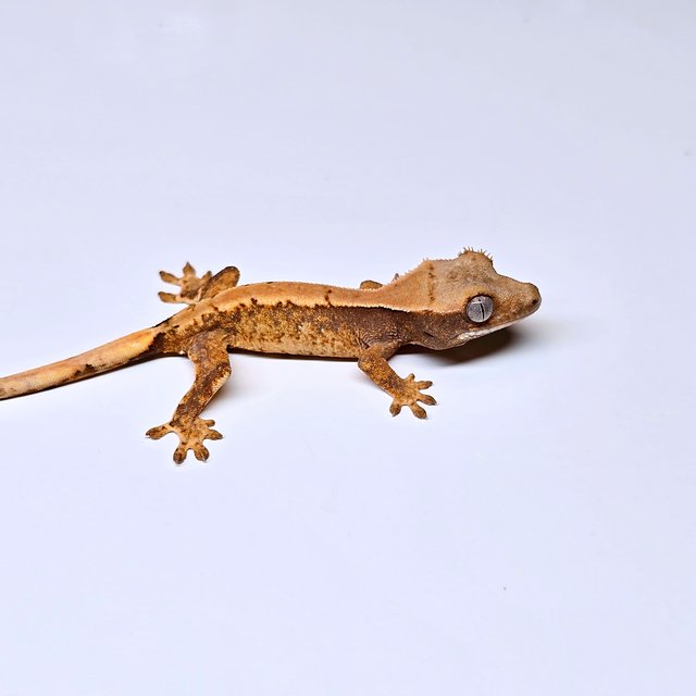 트라이 익스트림할리퀸 솔리드백 화이트스팟 화이트포트홀 텐저린