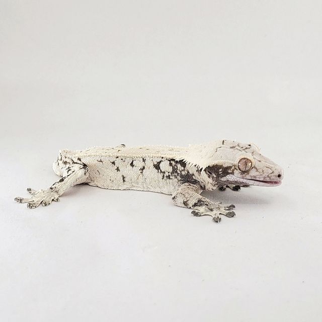 화이트