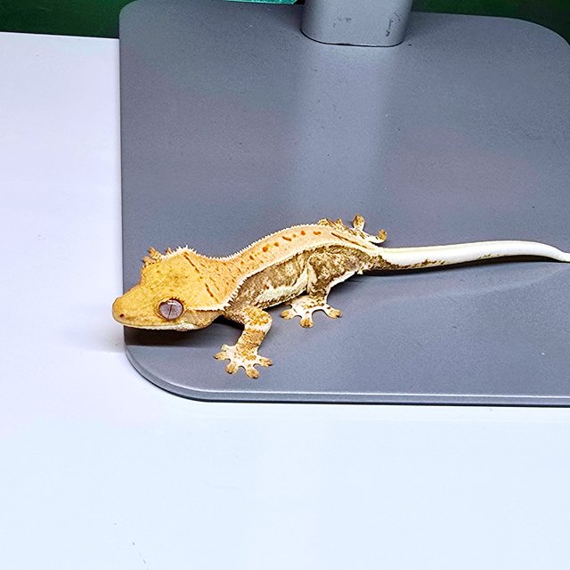 릴리화이트 크림시클 크림 옐로우