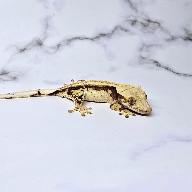 노멀 트라이 익스트림할리퀸 화이트스팟 화이트포트홀 드리피