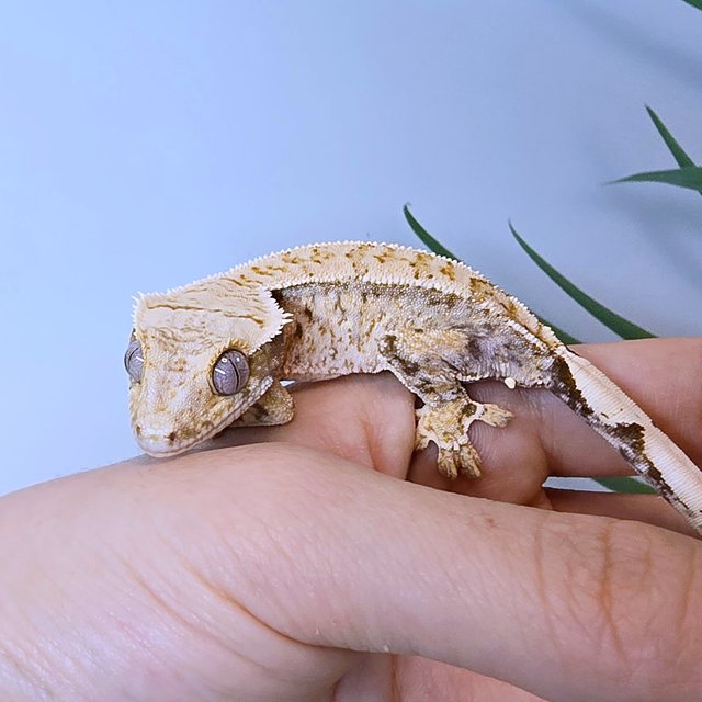 트라이 드리피 화이트스팟 화이트포트홀