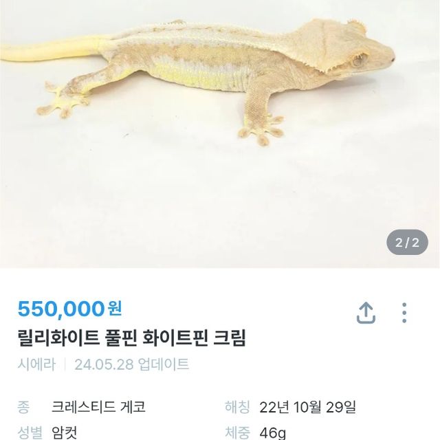 카푸치노