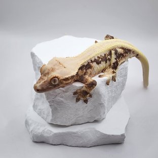 릴리화이트 솔리드백