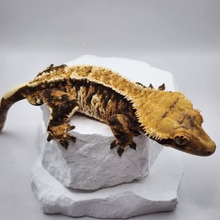 노멀 익스트림할리퀸 핀스트라이프