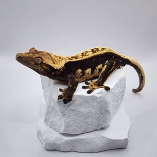 엠티백 풀핀 쿼드 다크