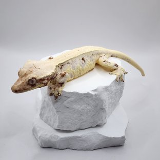 릴리화이트 솔리드백 레드