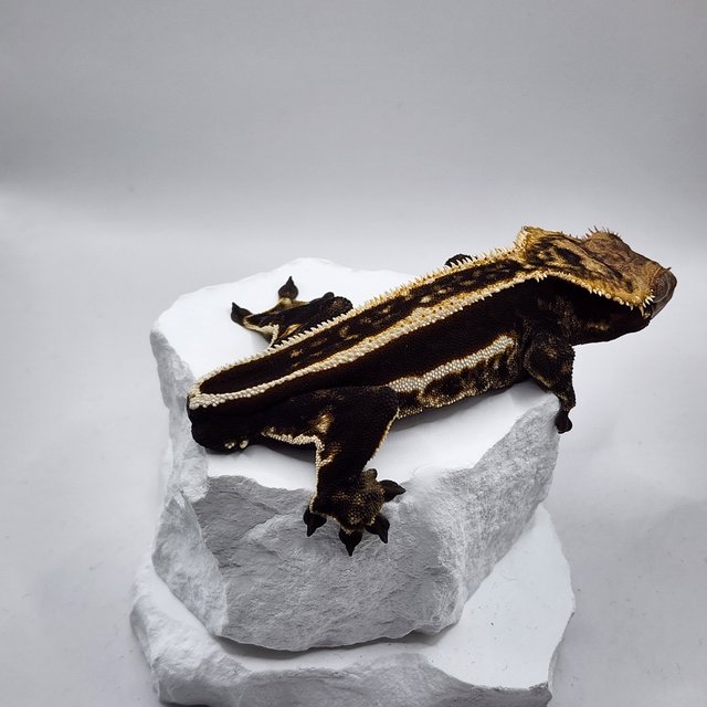 엠티백 쿼드 풀핀