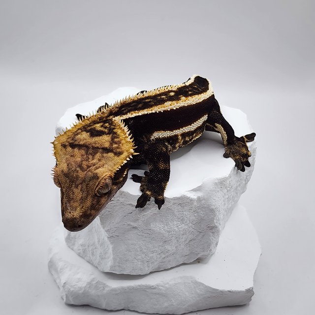 엠티백 쿼드 풀핀