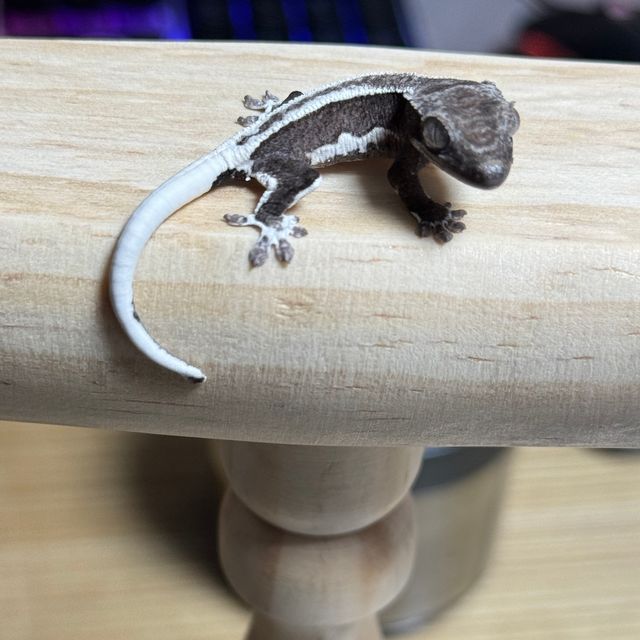 릴잔틱