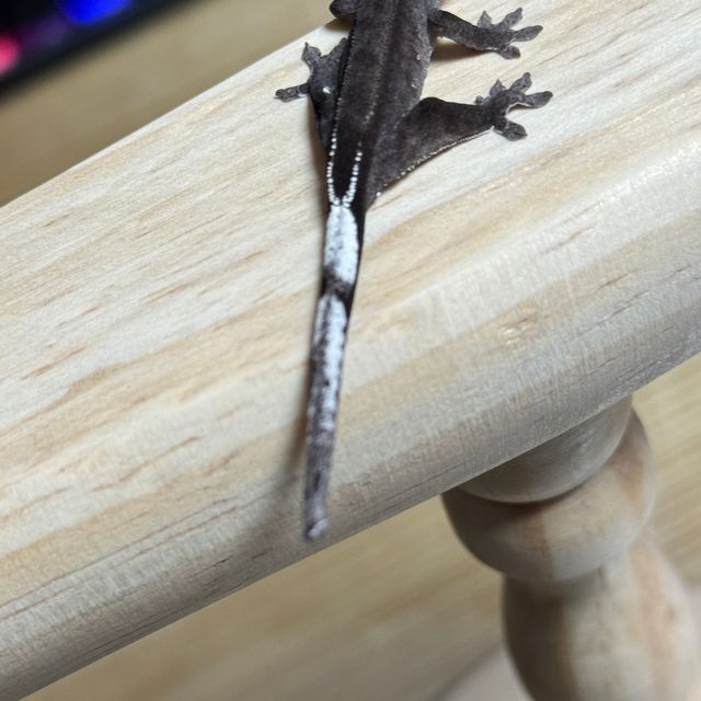 아잔틱