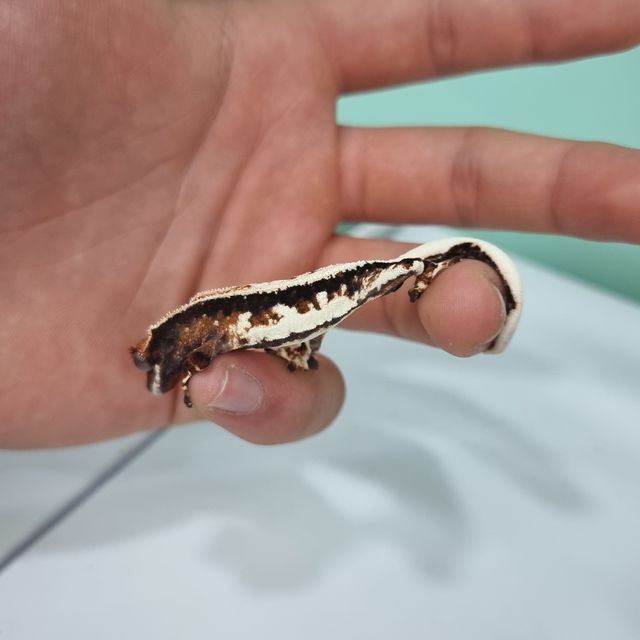 프라푸치노