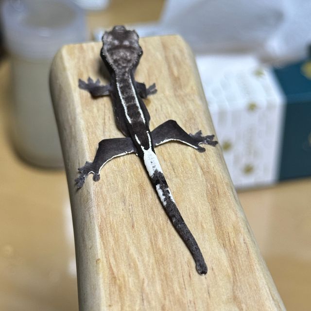 아잔틱