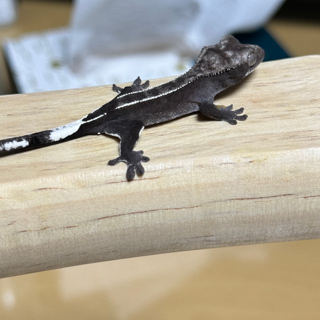 아잔틱