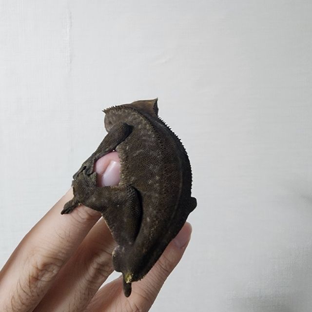 카푸치노