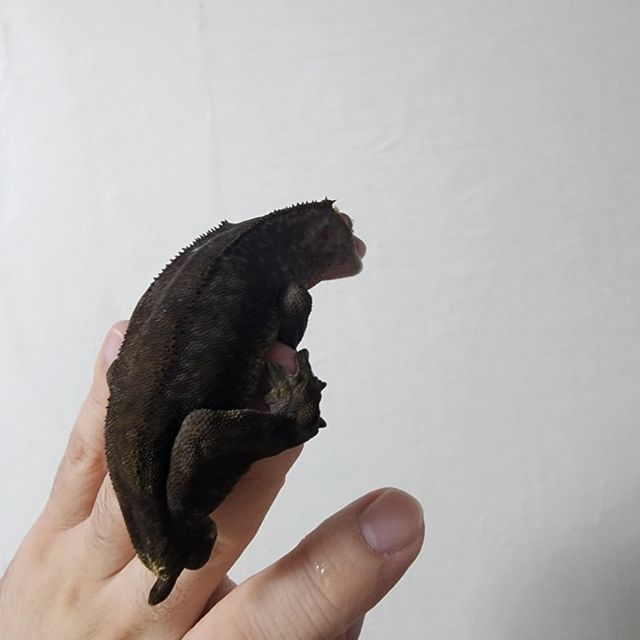 카푸치노