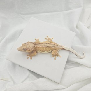 팬텀 옐로우 릴리화이트