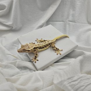 릴리화이트 익스트림할리퀸