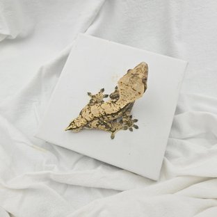 노멀 익스트림할리퀸 트라이