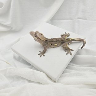아잔틱