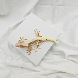 릴리100%헷아잔틱