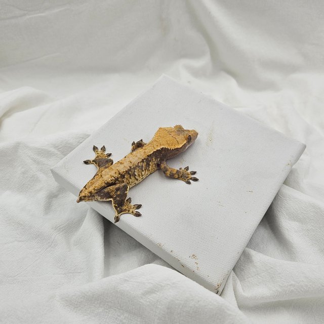 트라이 익스트림할리퀸