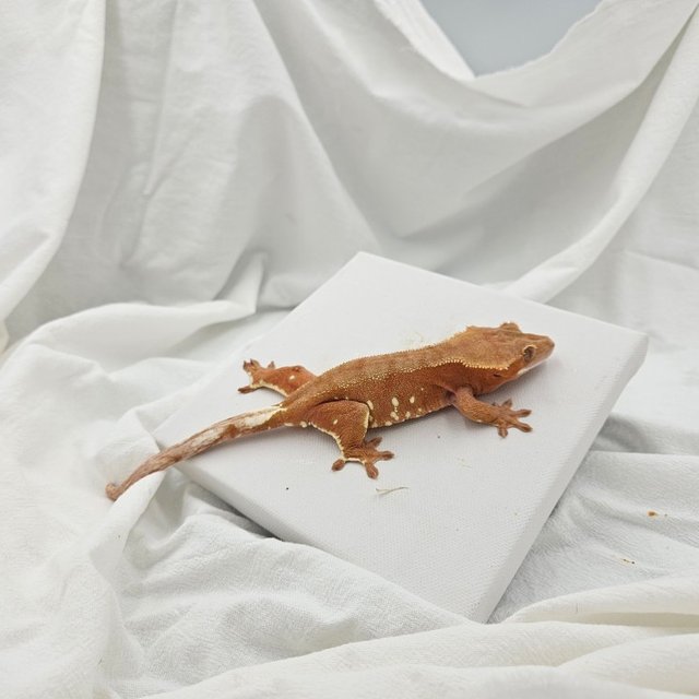 레드 벅스킨 화이트포트홀