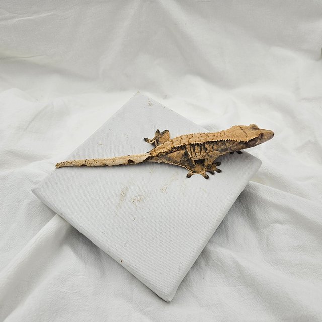 트라이 익스트림할리퀸