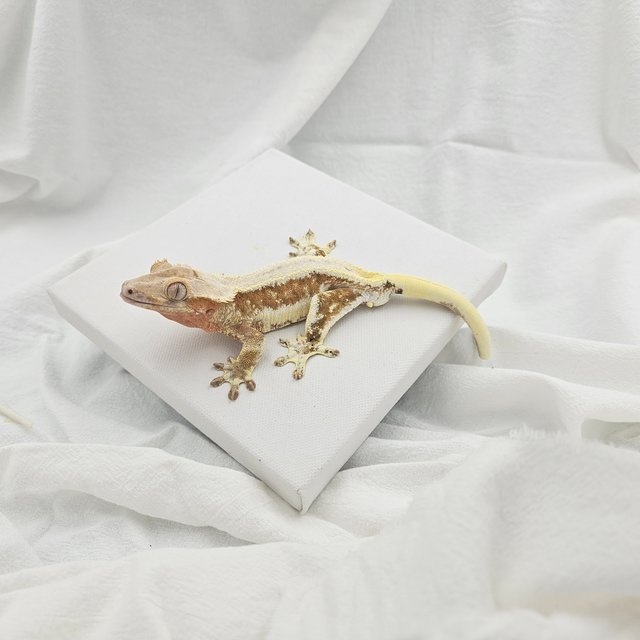 릴리100%헷아잔틱