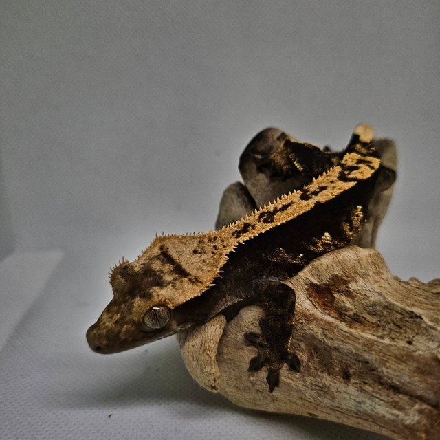 100%헷아잔틱 노멀