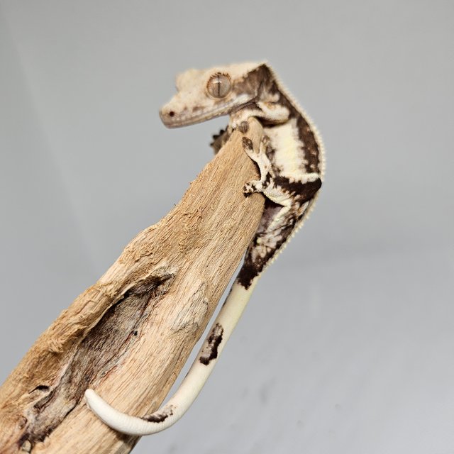 릴리화이트 릴리100%헷아잔틱