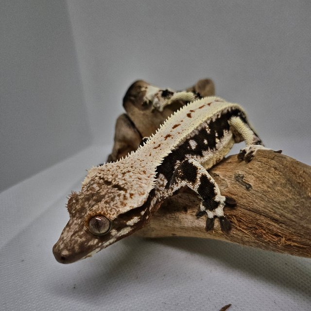 릴리100%헷아잔틱 릴리화이트