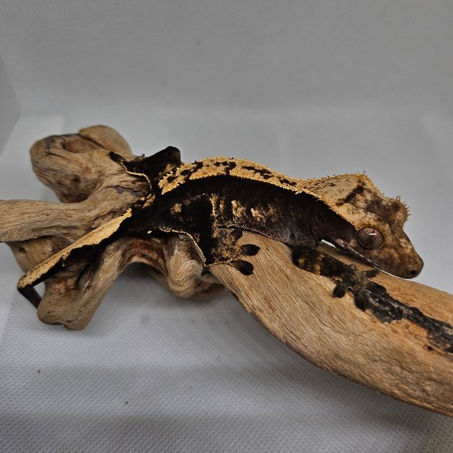 100%헷아잔틱 노멀