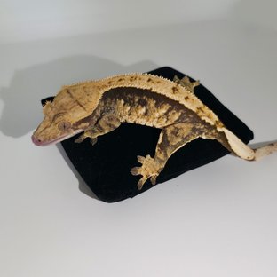 트라이 익스트림할리퀸