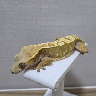 노멀 익스트림할리퀸