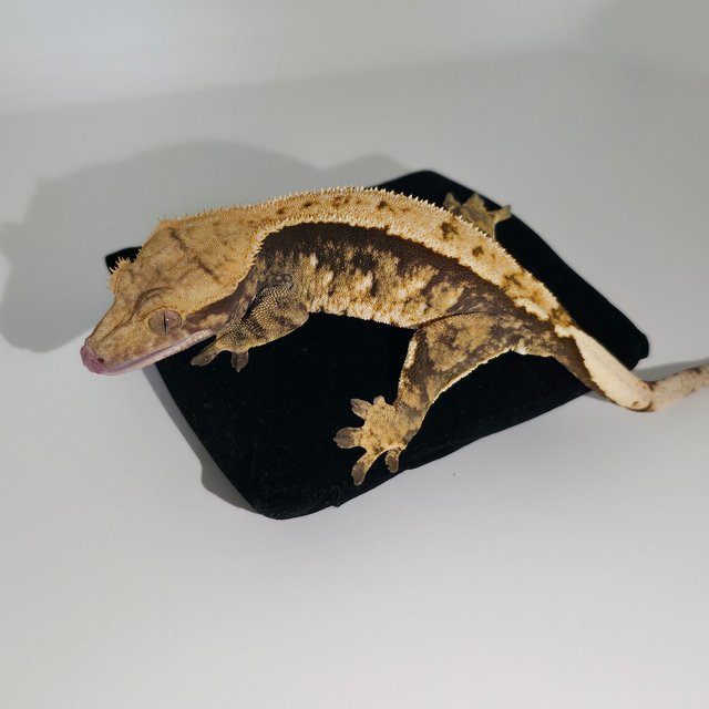 트라이 익스트림할리퀸