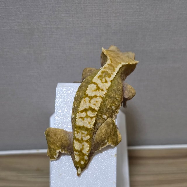 노멀 익스트림할리퀸