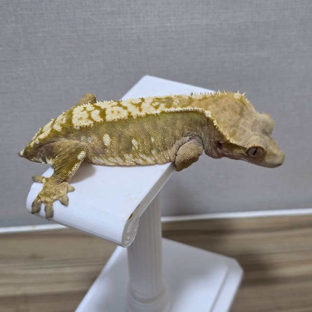 노멀 익스트림할리퀸