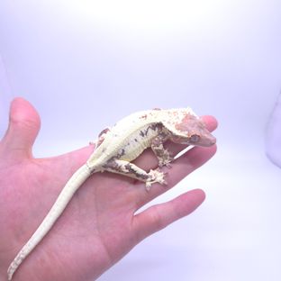 프라푸치노