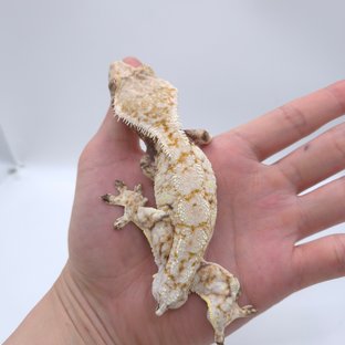 화이트 드리피 화이트스팟