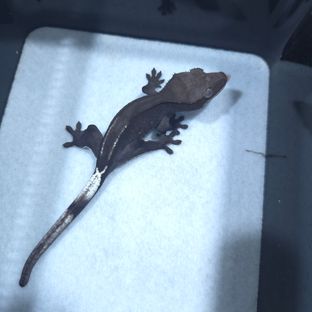 아잔틱