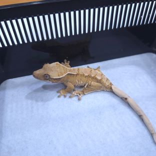 트라이 화이트포트홀 화이트핀