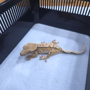 트라이 텐저린